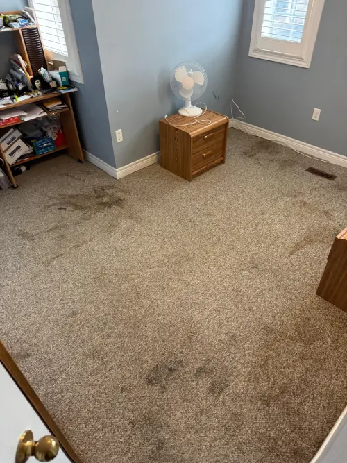 Carpet cleaning before